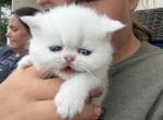 Exotic solid white - Exotic Kitten For Sale - Orlando&comma; FL&comma; US