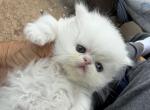Persian kittens - Persian Kitten For Sale - Orlando&comma; FL&comma; US