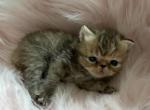 Persian chocolate tabby - Persian Kitten For Sale - Orlando&comma; FL&comma; US