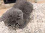 Girl 1 - Scottish Fold Kitten For Sale - Belton&comma; SC&comma; US