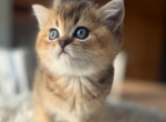 Hana - Scottish Straight Kitten For Sale - Kansas City&comma; MO&comma; US