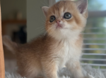 Honey - Scottish Straight Kitten For Sale - Omaha&comma; NE&comma; US