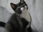Handsome - British Shorthair Kitten For Sale - Boston&comma; MA&comma; US