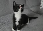 Beautiful - British Shorthair Kitten For Sale - 