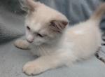 Jimmie - Ragdoll Kitten For Sale - Reading&comma; PA&comma; US