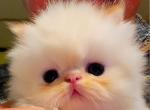Exotic Shorthair - Exotic Kitten For Sale - Nanty Glo&comma; PA&comma; US