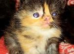 Exotic Shorthair - Exotic Kitten For Sale - Nanty Glo&comma; PA&comma; US
