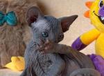 Aspen - Sphynx Kitten For Sale - 