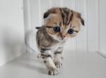 Scottish Fold Mario - Scottish Fold Kitten For Sale - Lincoln&comma; NE&comma; US