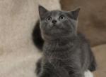 Fluffy - British Shorthair Kitten For Sale - 