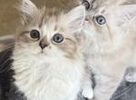 Margo - Ragdoll Kitten For Sale - Naples&comma; FL&comma; US
