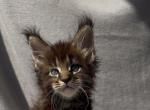 Forest King - Maine Coon Kitten For Sale - CO&comma; US