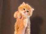 Cute Scottish Straight Female - Scottish Straight Kitten For Sale - Orlando&comma; FL&comma; US