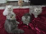 Shaded Silver Persian - Persian Kitten For Sale - Peculiar&comma; MO&comma; US