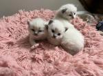 Clover - Ragdoll Kitten For Sale - Newark&comma; DE&comma; US