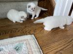 Oliver - Ragdoll Kitten For Sale - 