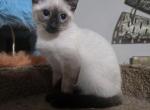 Siamese kittens - Siamese Kitten For Sale - 