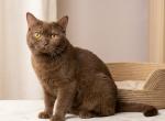 Teddy - British Shorthair Cat For Sale - IL&comma; US