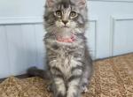 Maple - Maine Coon Kitten For Sale - Clayton&comma; NC&comma; US