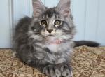 Maple - Maine Coon Kitten For Sale - Clayton&comma; NC&comma; US