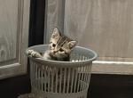 Dais - Scottish Fold Kitten For Sale - Philadelphia&comma; PA&comma; US