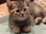 Dais - Scottish Fold Kitten For Sale - Philadelphia&comma; PA&comma; US