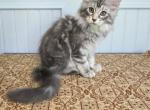 Sorbet - Maine Coon Kitten For Sale - Clayton&comma; NC&comma; US