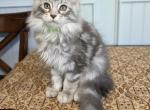 Sorbet - Maine Coon Kitten For Sale - Clayton&comma; NC&comma; US