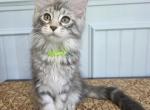 Sorbet - Maine Coon Kitten For Sale - Clayton&comma; NC&comma; US
