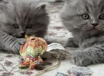 Shakira - British Shorthair Kitten For Sale - 