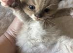 Mia - Ragdoll Kitten For Sale - 