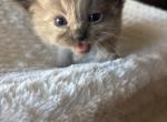 Mocha - Domestic Kitten For Sale - 