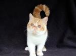 Nellie in Virginia - Exotic Kitten For Sale - Williamsburg&comma; VA&comma; US