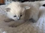Luna - Domestic Kitten For Sale - 