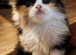 Cookie - Scottish Fold Kitten For Sale - 