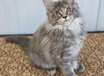Coconut - Maine Coon Kitten For Sale - Clayton&comma; NC&comma; US