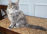 Coconut - Maine Coon Kitten For Sale - Clayton&comma; NC&comma; US