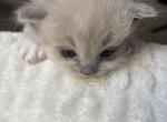 Mochi - Ragdoll Kitten For Sale - Coolidge&comma; AZ&comma; US