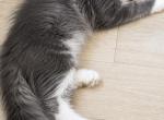 Benny - Maine Coon Cat For Sale - Grant Valkaria&comma; FL&comma; US