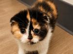 Cali - Scottish Fold Kitten For Sale - The Woodlands&comma; TX&comma; US