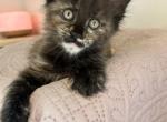 1 Euro MC female READY NOW - Maine Coon Kitten For Sale - Dayton&comma; OH&comma; US