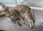 Molly - Domestic Cat For Adoption - Anaheim&comma; CA&comma; US