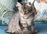 Kate - Siberian Kitten For Sale - Duncansville&comma; PA&comma; US