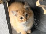 Kenny - Siberian Kitten For Sale - Duncansville&comma; PA&comma; US