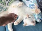 Sade litter - Siberian Kitten For Sale - Duncansville&comma; PA&comma; US