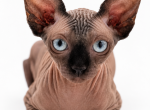 Bula - Sphynx Kitten For Sale - Lakeland&comma; FL&comma; US