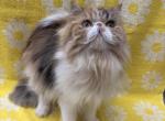 Twixie - Persian Cat For Sale - Myakka City&comma; FL&comma; US
