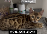 Bengal Kitten Brown Male - Bengal Kitten For Sale - Hoffman Est&comma; IL&comma; US