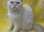 Snowball - Exotic Kitten For Sale - 