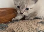 Forest - Siamese Kitten For Sale - White Cloud&comma; MI&comma; US